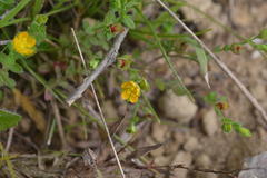 Hypericum japonicum